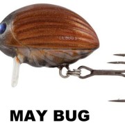 LIL BUG_MAY BUG