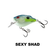 squarebill_sexy_shad