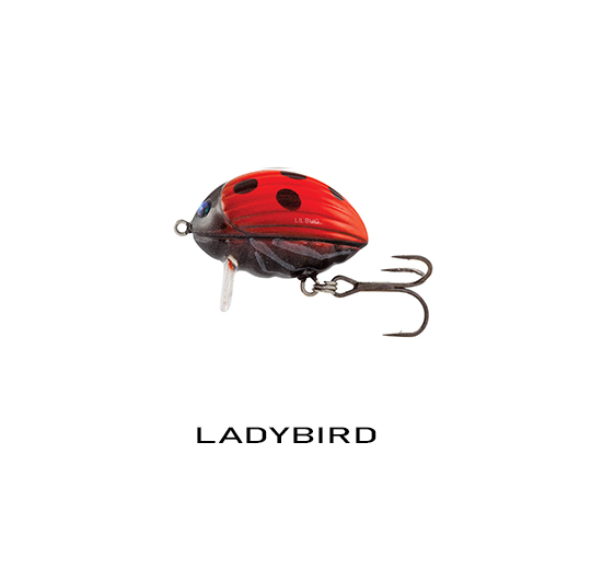 LADYBIRD