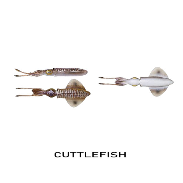 CUTTLEFISH