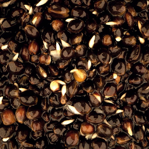 OILY-HEMP.2e16d0ba.fill-600×600