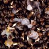 SCOPEX-SQUID-HEMP.2e16d0ba.fill-600×600