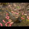 camo window feeder_2