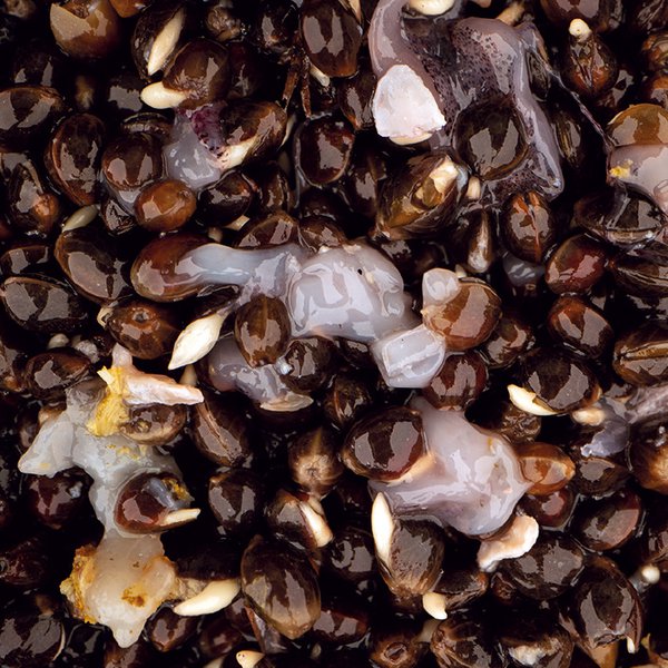 Scopex Squid Hemp - Nash - immagine 2