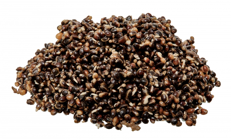 Ready Seeds Hemp - Starbaits - immagine 2
